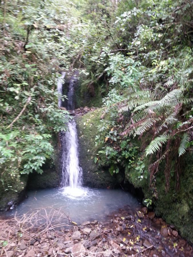 Kotare Ridge Bed & Breakfast Waihi Dış mekan fotoğraf